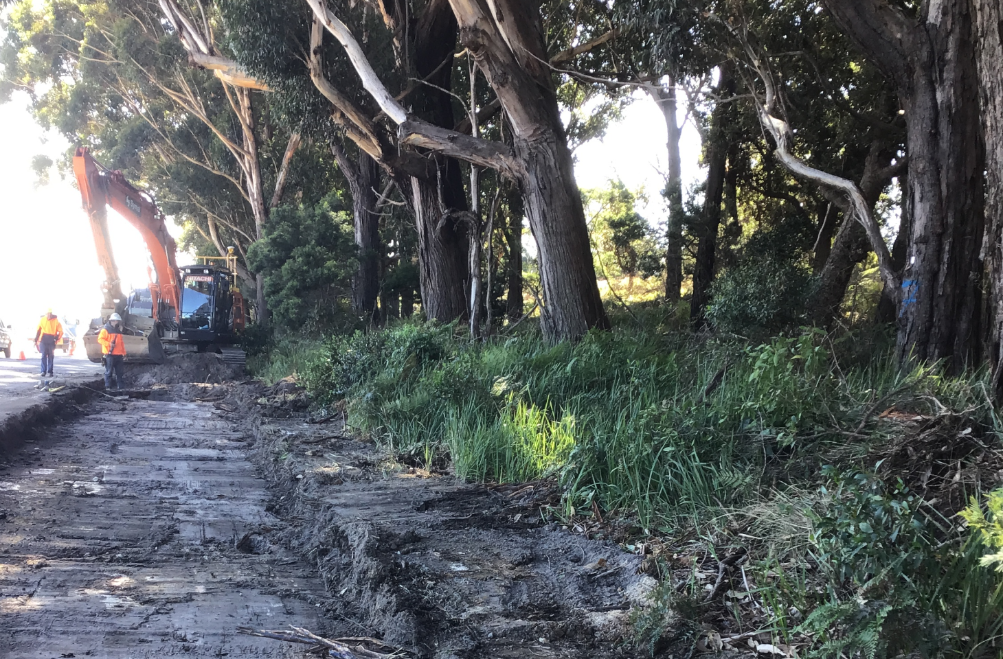 Construction workers with an excavator clear a roadside area lined with tall trees and dense grass.