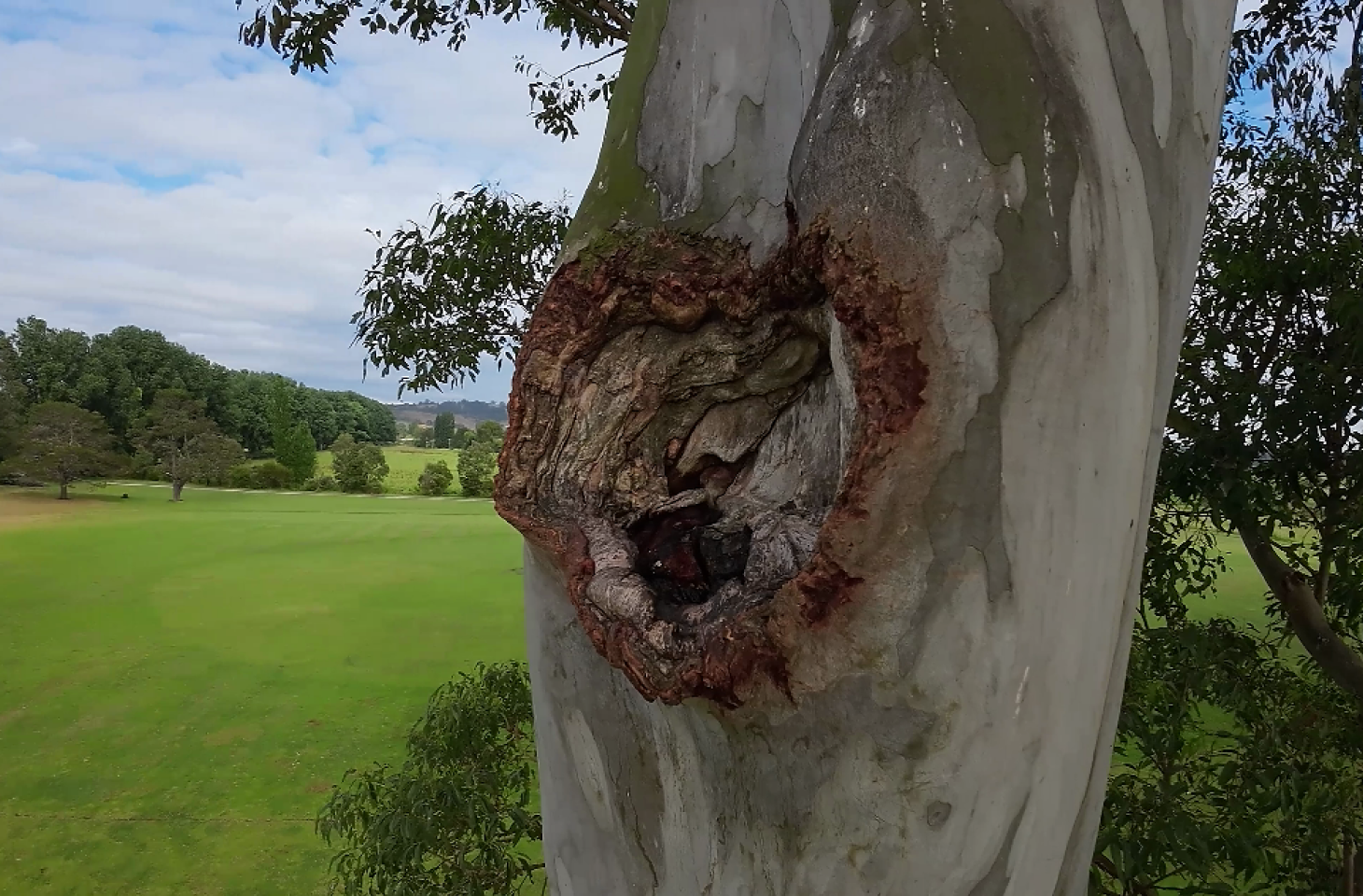 A close-up of a large, irregular cavity in the trunk of a tree, with green fields and distant trees visible in the background under a partly cloudy sky.