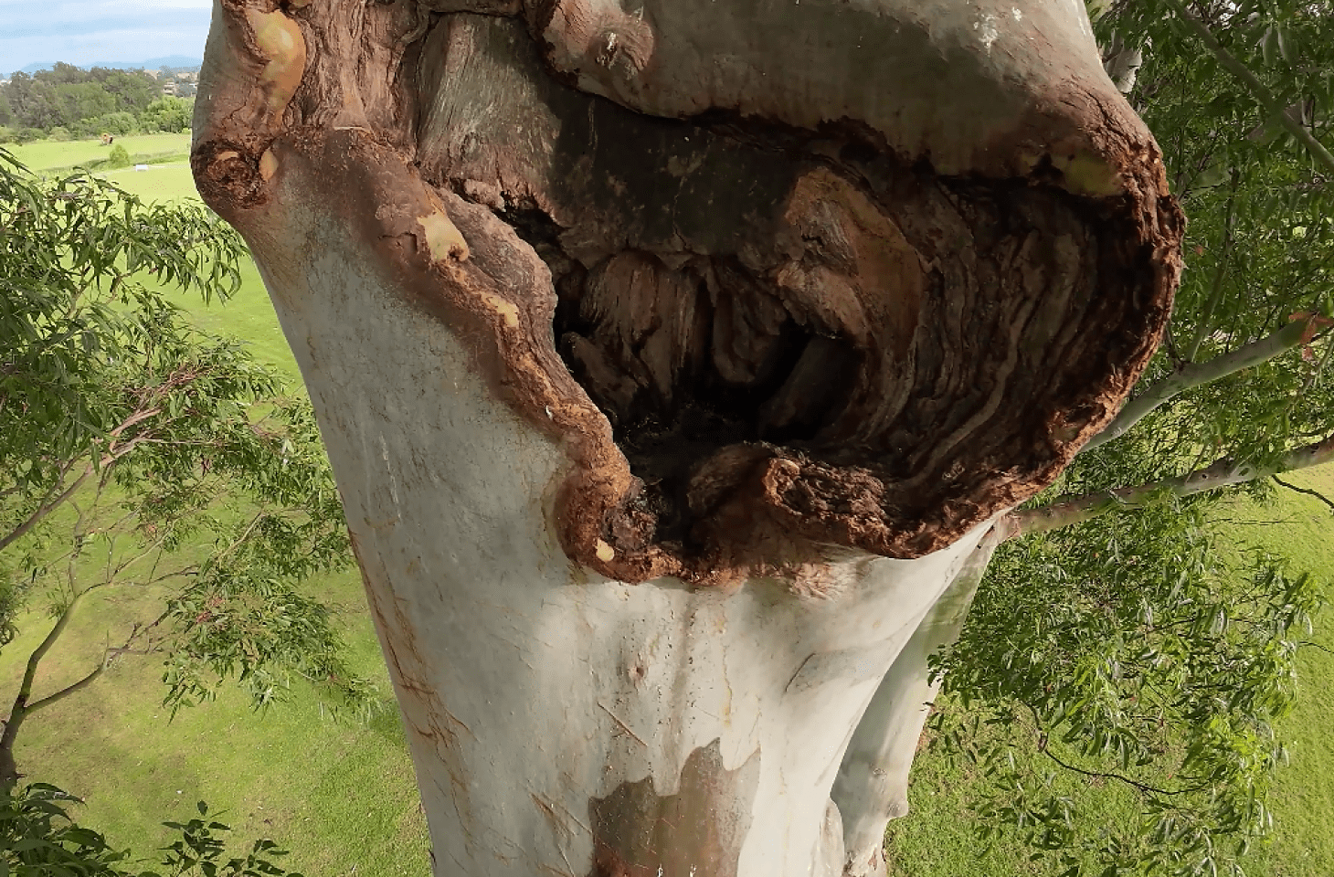 A large, hollowed section in the trunk of a tree with peeling bark, surrounded by green foliage and grass in the background.