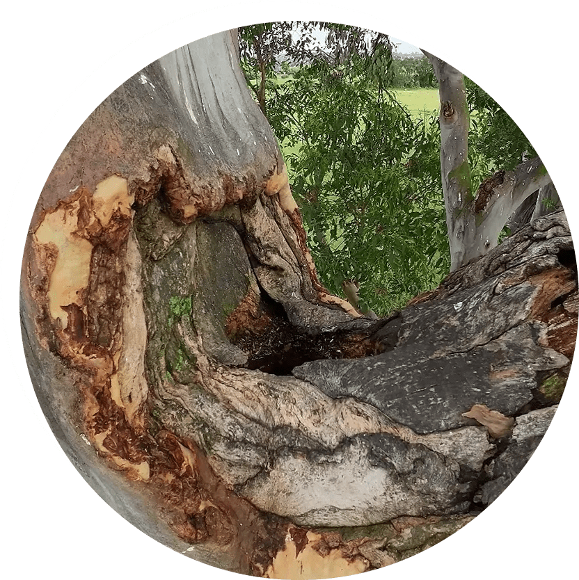 Close-up of a gnarled tree trunk with exposed inner wood and surrounding peeling bark. Green foliage is visible in the background.