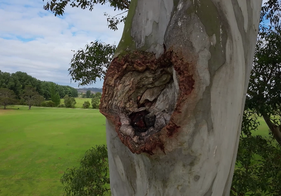 A close-up of a large, irregular cavity in the trunk of a tree, with green fields and distant trees visible in the background under a partly cloudy sky.