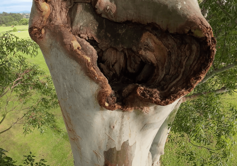 A large, hollowed section in the trunk of a tree with peeling bark, surrounded by green foliage and grass in the background.
